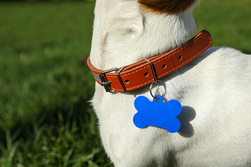 Pamper Your Pooch: A Guide to Stylish Dog Collars