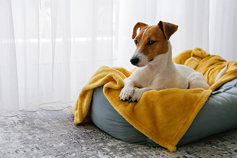 Dreamy Dog Beds: Choosing the Best for Your Canine