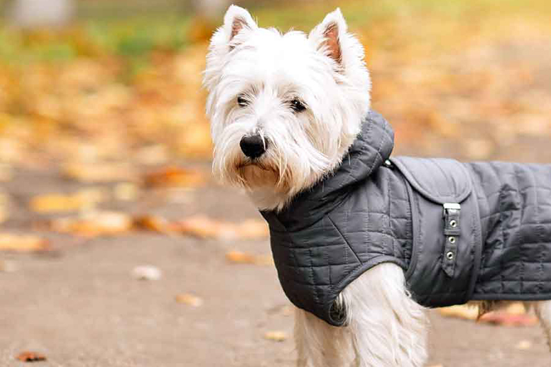 Dress to Impress: Fashion Trends in Dog Clothing