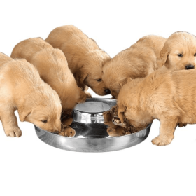 ProSelect Puppy Dish (size: 14.5in)