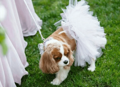 White Bridal Dog Tutu Skirt (size: small)